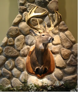 Minnesota buck