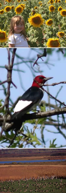 Minnesota birding: Crex Meadows, Hawk Ridge