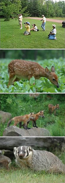 Wildlife photography for amateurs