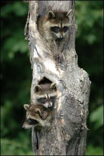 Photographing raccoons