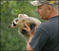 Photographing a badger