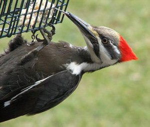 Teh majestic pileated is one of for species of woodpeckers you are likely to see out the window.
