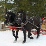 Horse-drawn sleigh ride