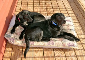 Lady & Lucky on the porch (EDITED)