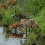 Foxes