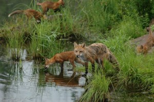 Foxes