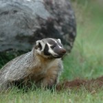 Young Badger