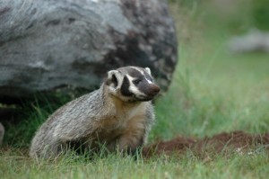 Young Badger