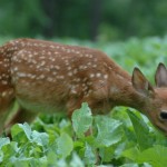 Whitetail Fawn