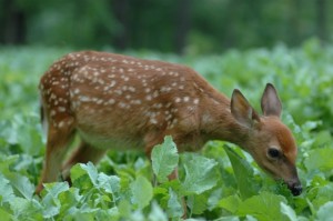 Whitetail Fawn
