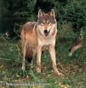 Timber Wolf