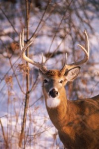 Last evening (January 16) guests saw one of the largest bucks we have ever seen. He was much larger than this fellow.