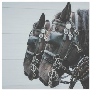 Two beautiful black horses ready to take a sleigh ride - image by hannah-troupe unsplash.com