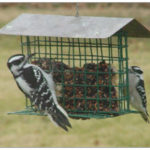 Two black and white woodpeckers sitting on a feeder