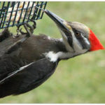 black and white with red head woodpecker hanging on a feeder