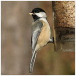 brown and white chickadee sitting on a feeder