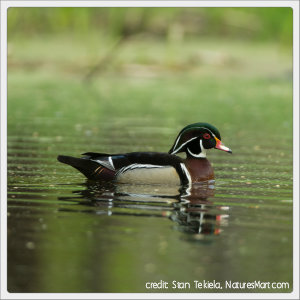 wood duck floating in a pond