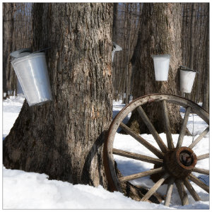 Several trees in the woods with silver buckets attached to catch maple syrup