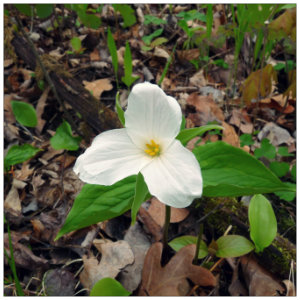 white wildflower blooming in spring with brown leaves in background 