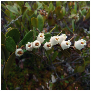 A branch of little white wildflowers blooming in spring 