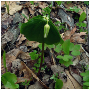 A green wildflower with a bud not yet open blooming spring