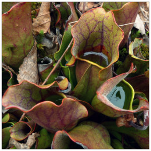 A brown wildflower plant that looks like a little pitcher that catches water blooming in spring