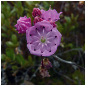 A bright purple circular wildflower blooming in the woods in spring